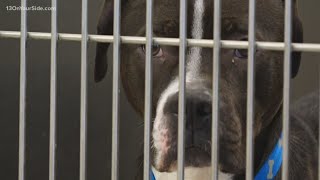 More than 60 animals adopted from Kent County Animal Shelter's 'Empty the Shelters' event