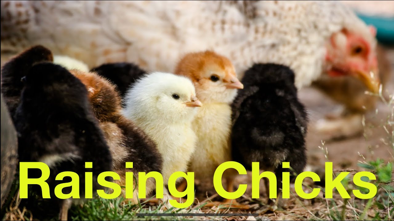 How To Start Raising Chicks | what you need to raise chicks - YouTube