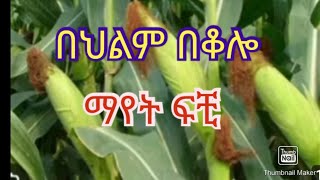 በህልም በቆሎ ማየት ፍቺ#deram #vlog