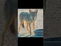 coyote dislikes veggies #Happiness #fun