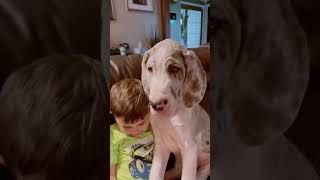 funny dogs compilation 🤣😂#293 by Doggy Lands No views 11 months ago 1 minute, 7 seconds