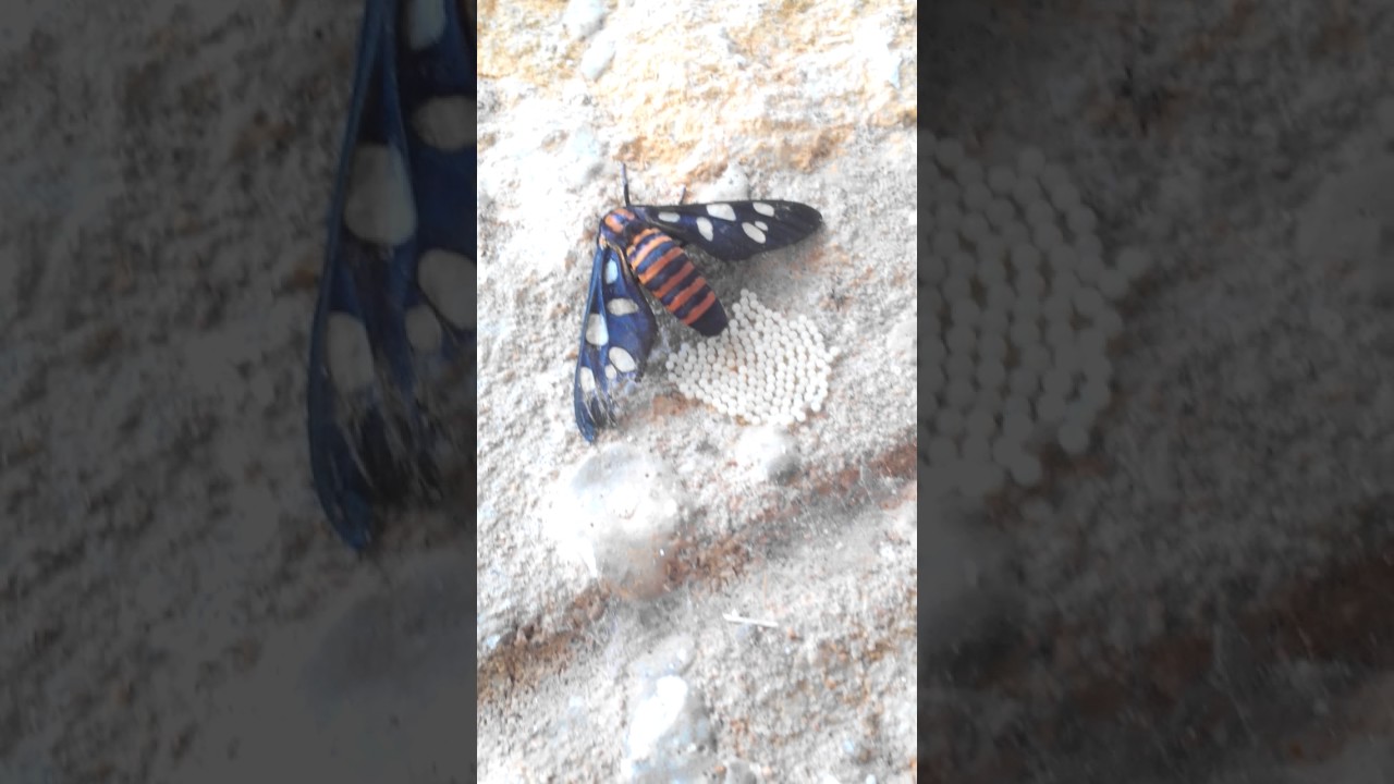 Egg laying in Amata huebneri moth