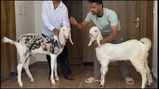 Mashallah end quality goat buldozer Gulabi gujri goat start 13000