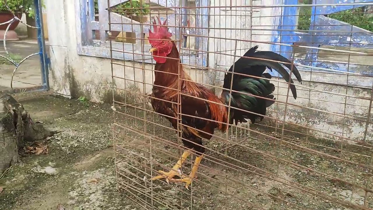 6/3/26 mỹ (3.0) hoang nam 0911528548