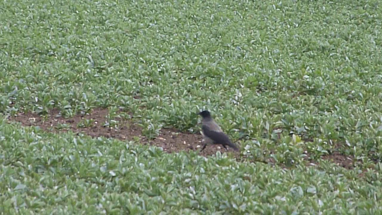 Hooded Crow - 3rd May 2017 