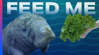 How scientists are trying to save these starving manatees
