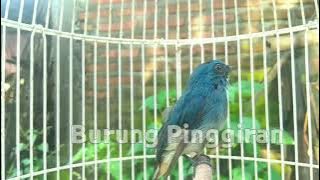 Pancingan tledekan biru agar cepat bunyi