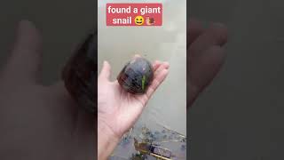 looking for and hunting giant snails in the rice fields #shorts