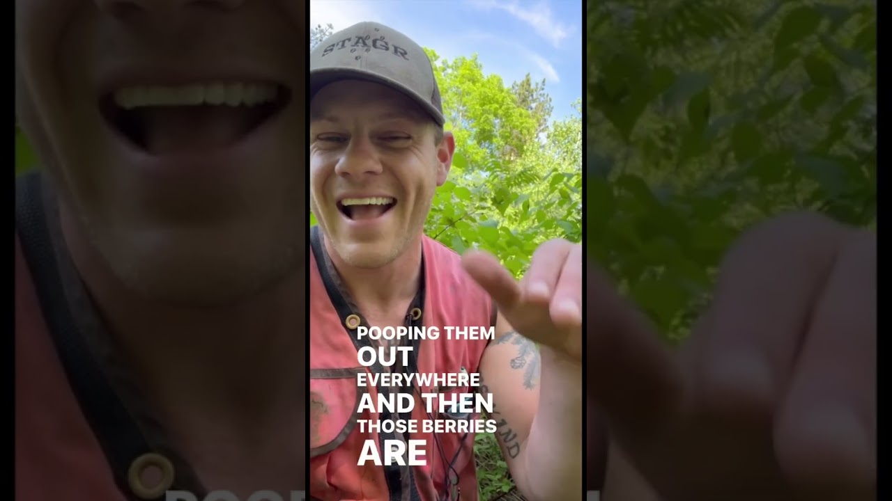 Raspberries were once thought of as an impediment to tree regeneration. They’re not! 