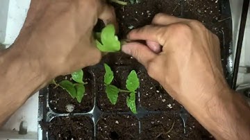 Giâm cành thược dược | Dahlia cutting