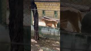 Zoológico De São Fco 12.04.2025 Em Canindé Ce