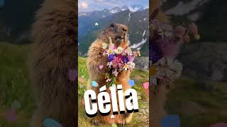 #marmotagritando #marmota #marmotalegal #viralizou #EuMarmotinha