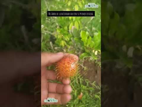 Video: ¿Los lichis madurarán del árbol?