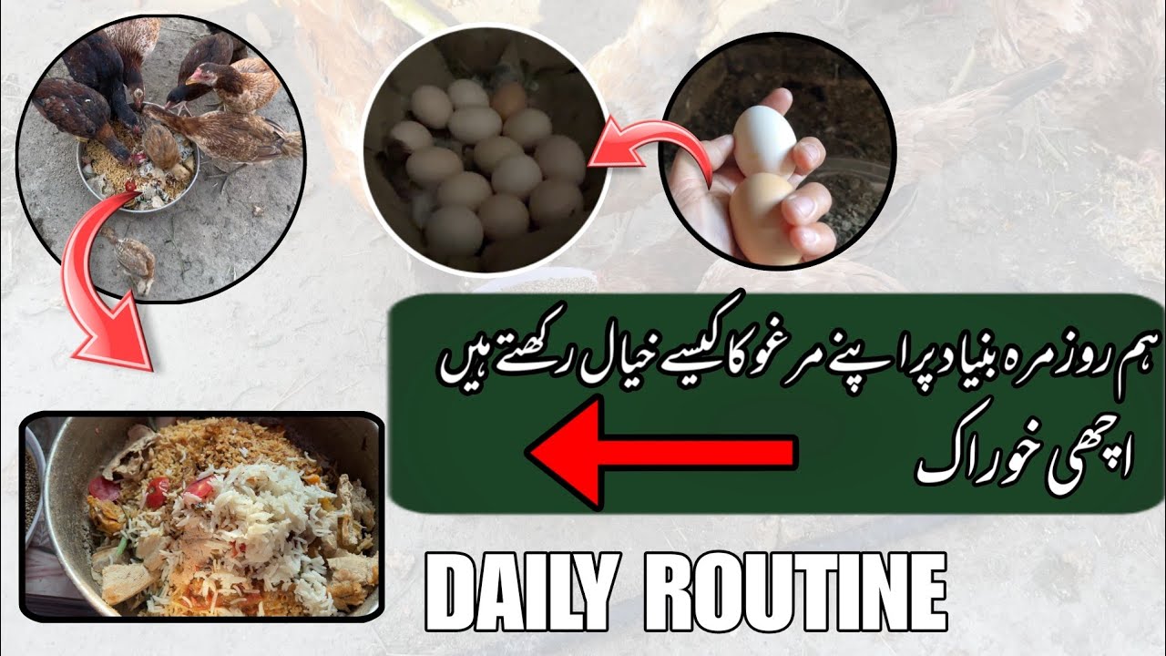 Daily Chicken Care Routine | Chicken Egg Collecting Daily Routine ...