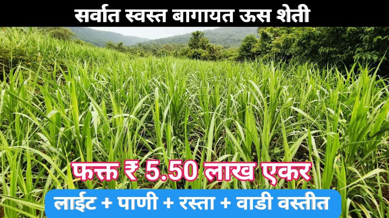 Only 5.50 Lakh Acer Develope Land!बागायत शेतजमीन! ऊस शेती!Agricultural Land for sale!Cheap Rate land
