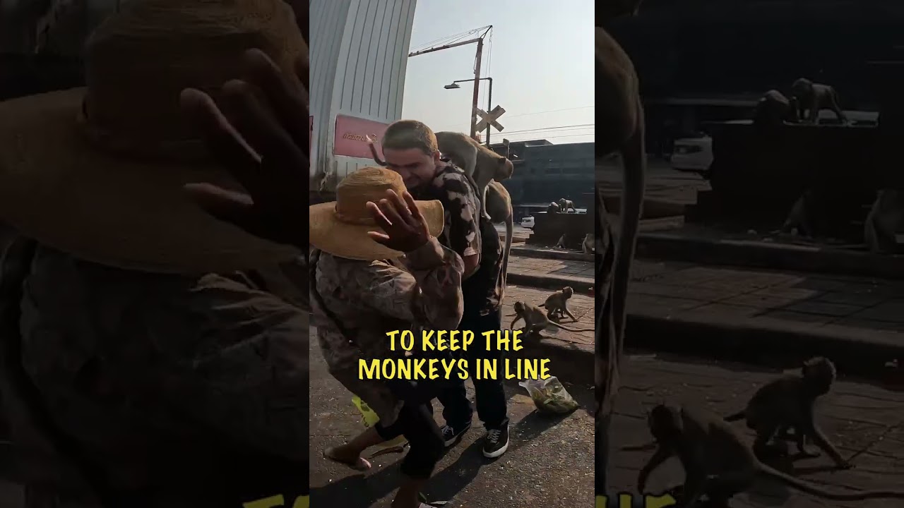 Monkeys Completely Overrun this Town in Thailand!