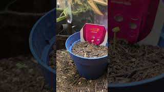 1St Week Viewing Apple Fritter Auto And Tangie Fem Rqs