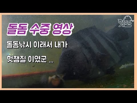 돌돔입질 수중동영상 입니다[fish food underwater video] <strong>뿔소라</strong> 돌돔