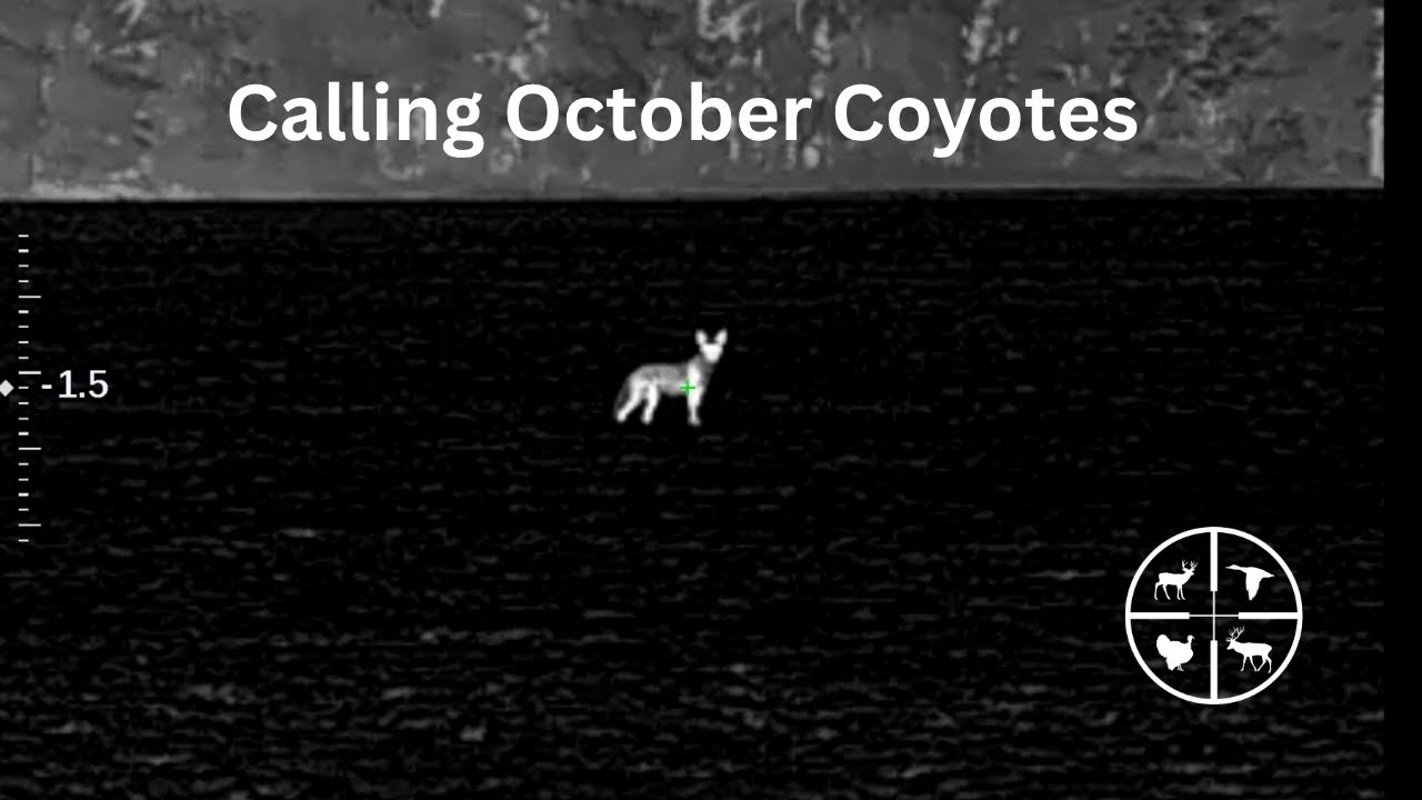 Вызов октябрьских койотов
