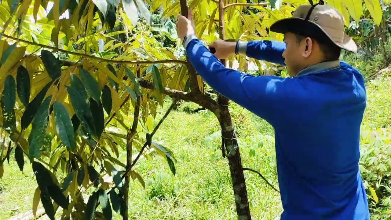 🟡Pemangkasan Durian Musangking‼️Supaya Tumbuh Maksimal🌳