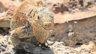 Save the Iguanas