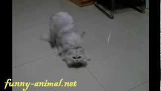 Two fluffy cats mating , , !