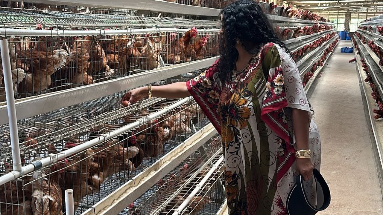 Poultry Farming: The life you don’t see on social media