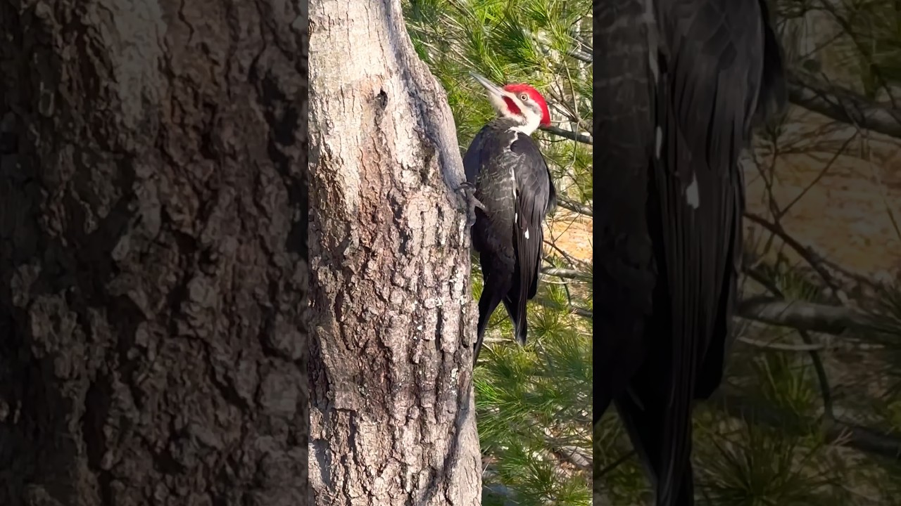 Pileated woodpecker is my favorite bird ❤️! What’s yours? 