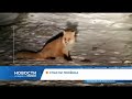 Раскопки в центре Красноярска и спасение лисёнка: короткие новости 12 ноября