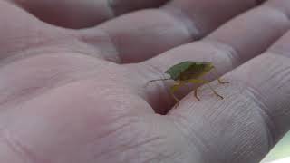 good Amazing 4k Shield Bug Insect on me Cambridge UK 28sep17 109p