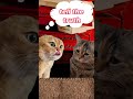 Cats talking arguing meme shorts memes cats cat.s