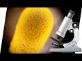 Alltagsdinge unter dem Mikroskop (400x vergrößert)