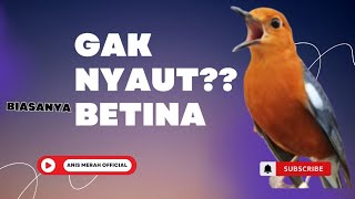LANGSUNG NYAUT 10000 % ‼️ ANIS MERAH MACET BUNYI JIKA DENGAR SUARA INI PASTI NYAUT LANJUT GACOR | 9