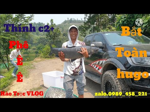 Câu Lục. Thính C2+. Bắt Toàn Huho..Hồ Câu Đá Giàn..