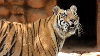 11 months old Tigercub trying to chasing a bird for hunting | Veeru's Cub | Zoological Park