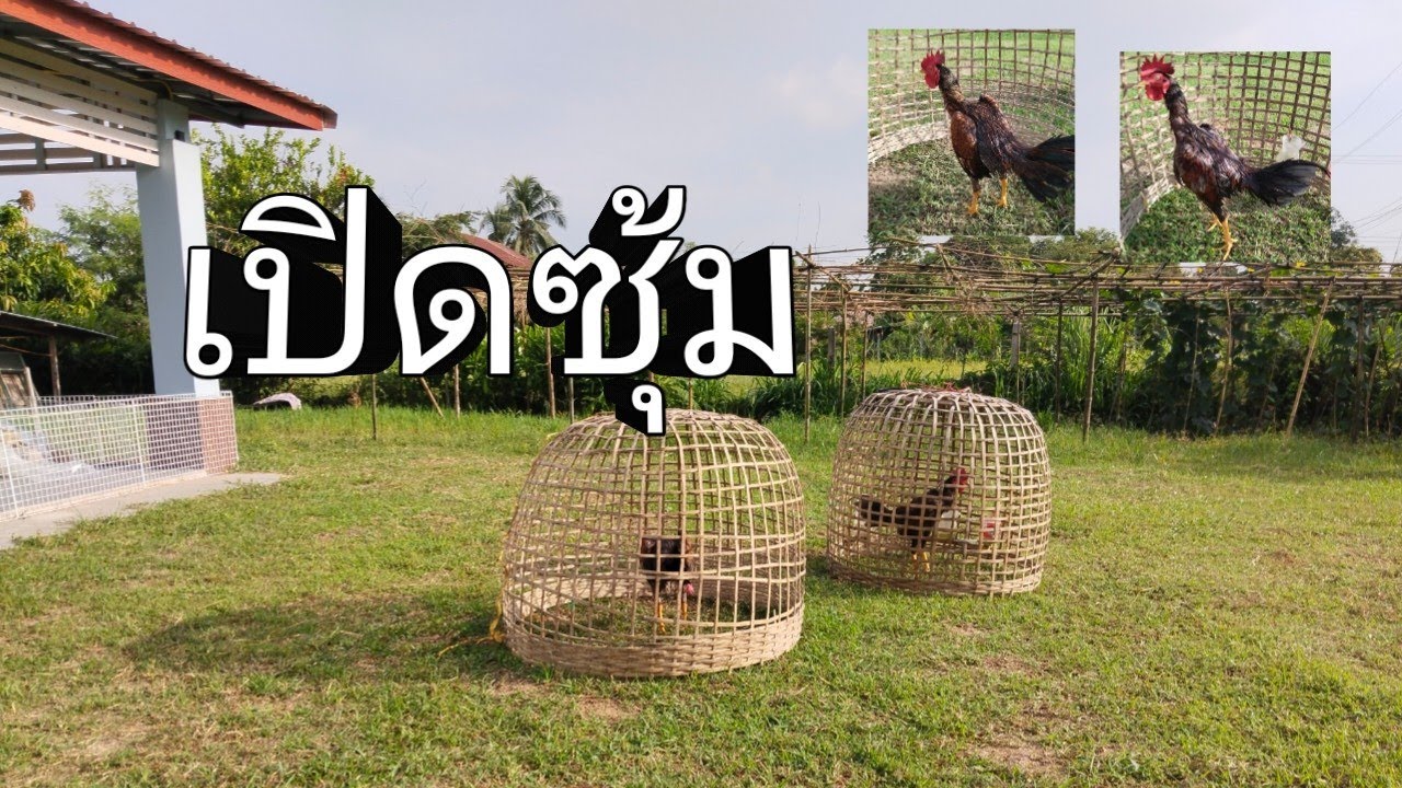 มาดูสายพันธุ์ที่ซุ้มครับ