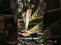 The Snake Didn’t Bite… It SAVED Him 😱🐍 (Unexpected Twist)