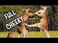 Ozzy Man Reviews: Kangaroos