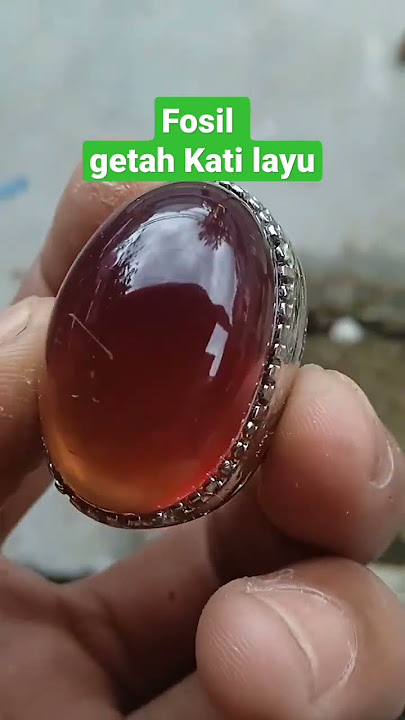 fosil getah kati layu