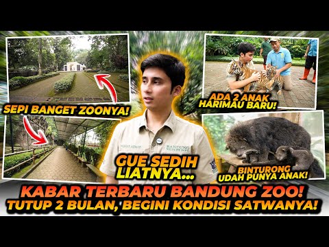 2 BULAN TUTUP ! BEGINI KONDISI BANDUNG ZOO SEKARANG ! INI DIBALIK CERITA ANAK ORANGUTAN YANG VIRAL !