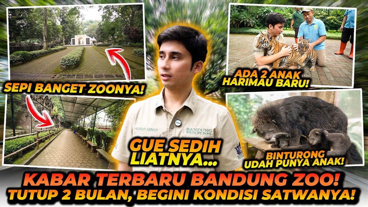 2 BULAN TUTUP ! BEGINI KONDISI BANDUNG ZOO SEKARANG ! INI DIBALIK CERITA ANAK ORANGUTAN YANG VIRAL !