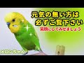 【元気の無い方は必ずご覧下さい】おしゃべりインコメロンちゃん