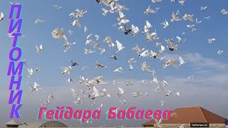 Знаменитые Бакинские широкохвостые голуби Гейдара Бабаева Wide-tailed pigeons of Heydar Babayev 3.ч