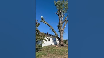 Swinging a 7000lb log over a house. (20,000lb line) #treewhisperer #trees #treeservice