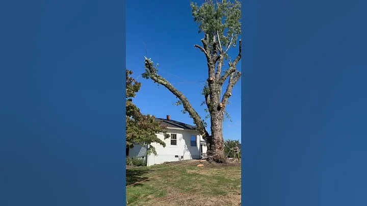 Swinging a 7000lb log over a house. (20,000lb line) #treewhisperer #trees #treeservice