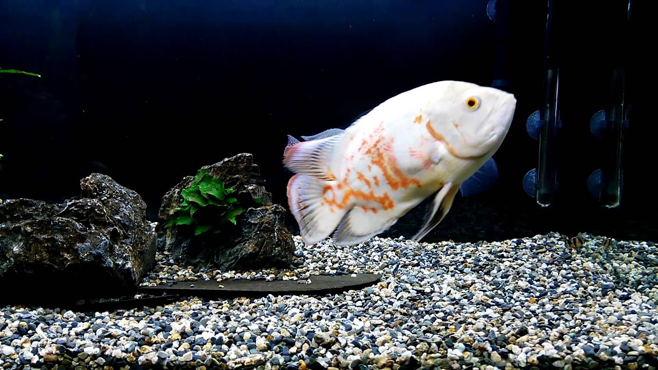 Oscar, Severum & Geophagus