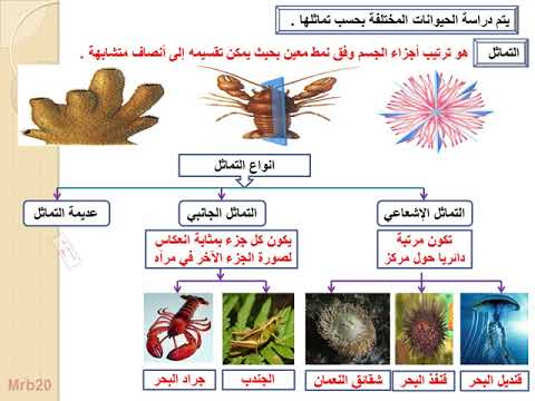 أبسط الحيوانات اللافقارية هي