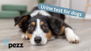 Easy testing from home  urine test for dogs from Pezz and TRIXIE