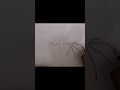 let's draw a dragon #shorts #drawing