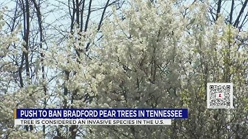 Push to ban Bradford Pear trees in TN